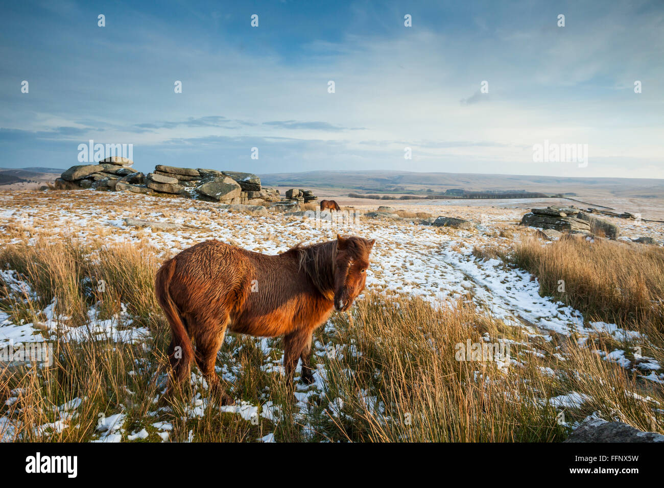 Dartmoor ponies at Longaford Tor on a winter afternoon, Dartmoor