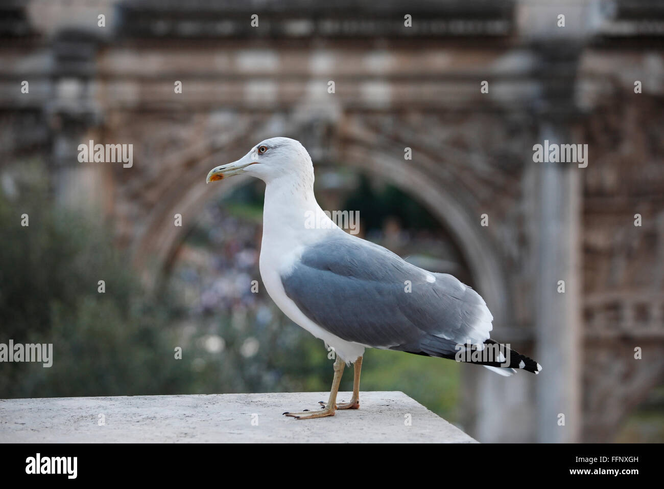 gull in front of Septimius Severus Arch, Roman Forum, Rome, Lazio, Italy Stock Photo