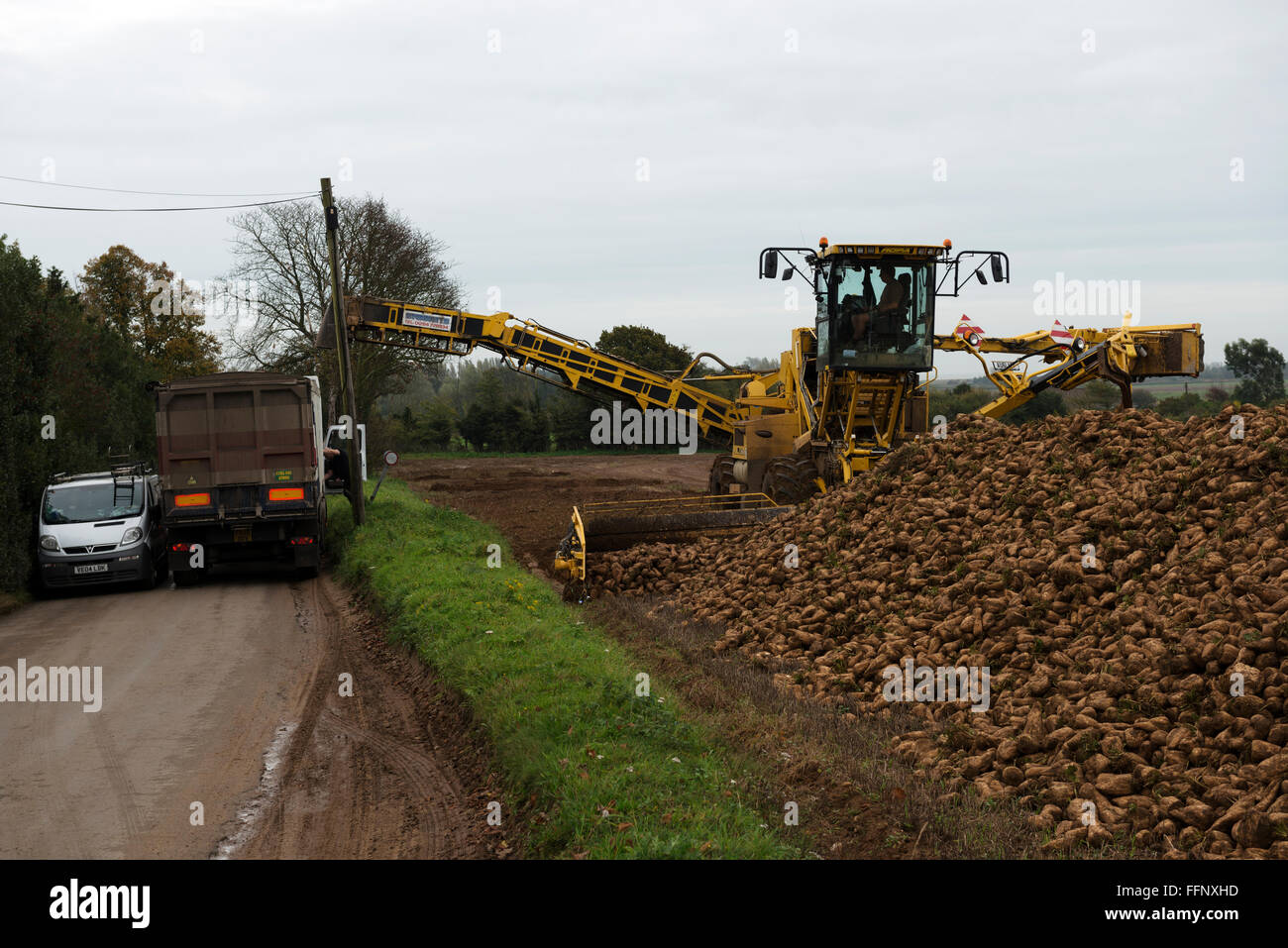 Sugar beet being loaded onto a lorry parked on a narrow country road, Hollesley, Suffolk, UK. Stock Photo