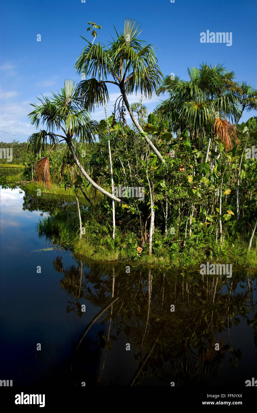 the Amazon River in Ecuador Stock Photo