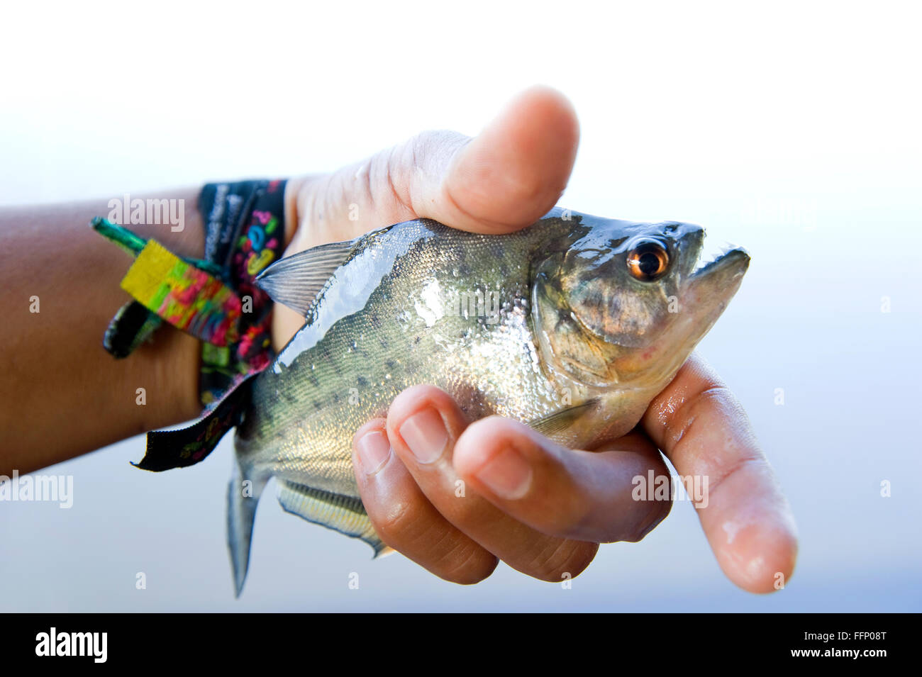 Piranha Jaw High Resolution Stock Photography And Images Alamy