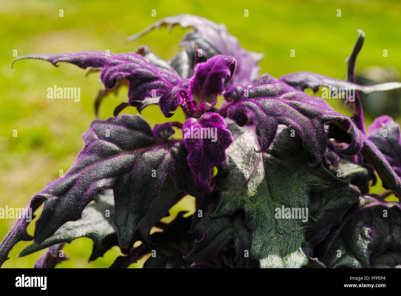 Purple velvet plant hi-res stock photography and images - Alamy