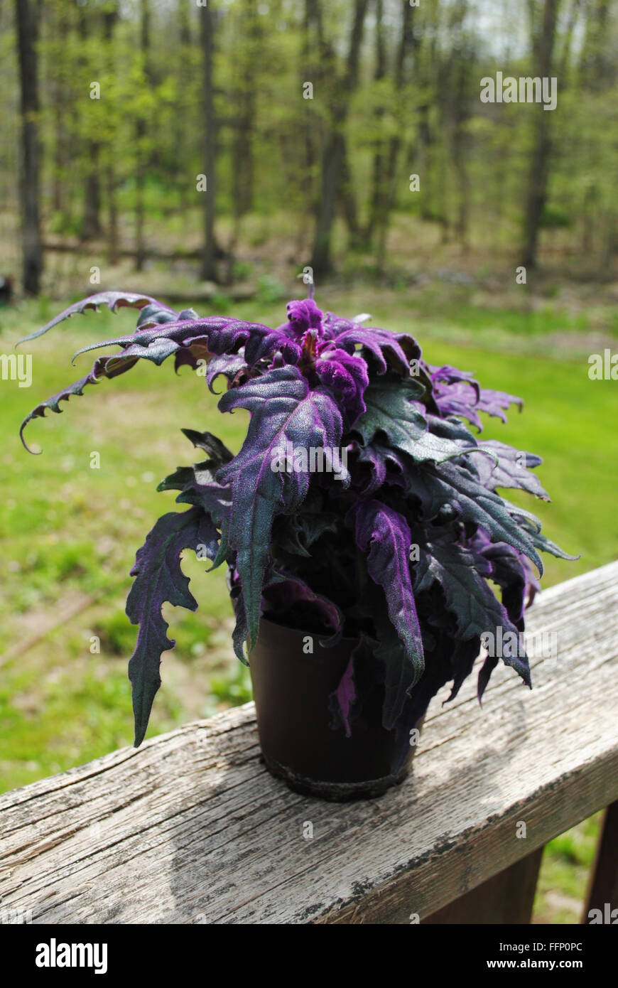 Purple Passion Plant in the Summer Sunshine Stock Photo