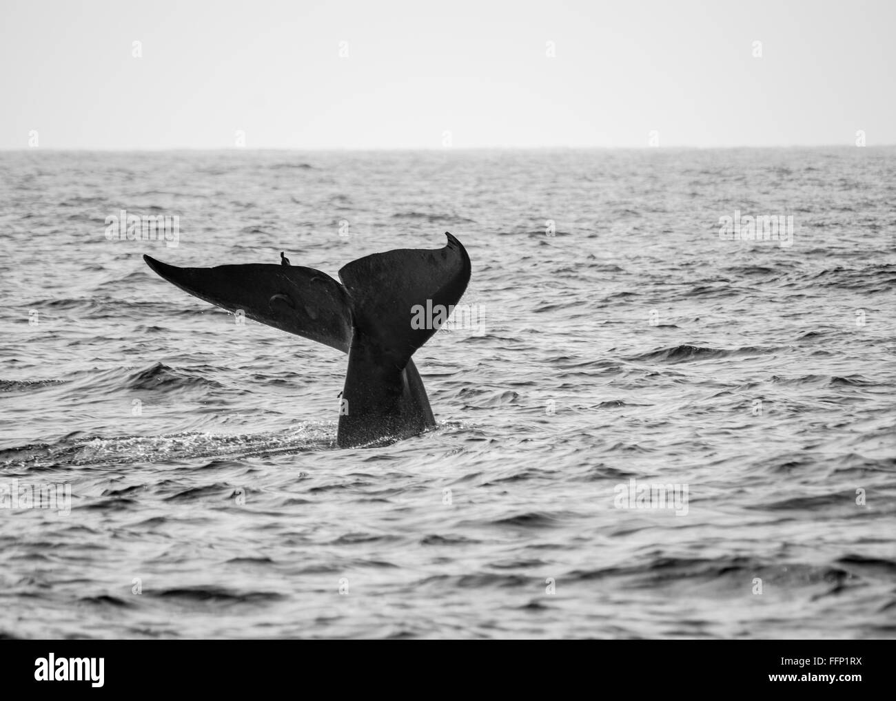 Whale sucker Black and White Stock Photos & Images - Alamy