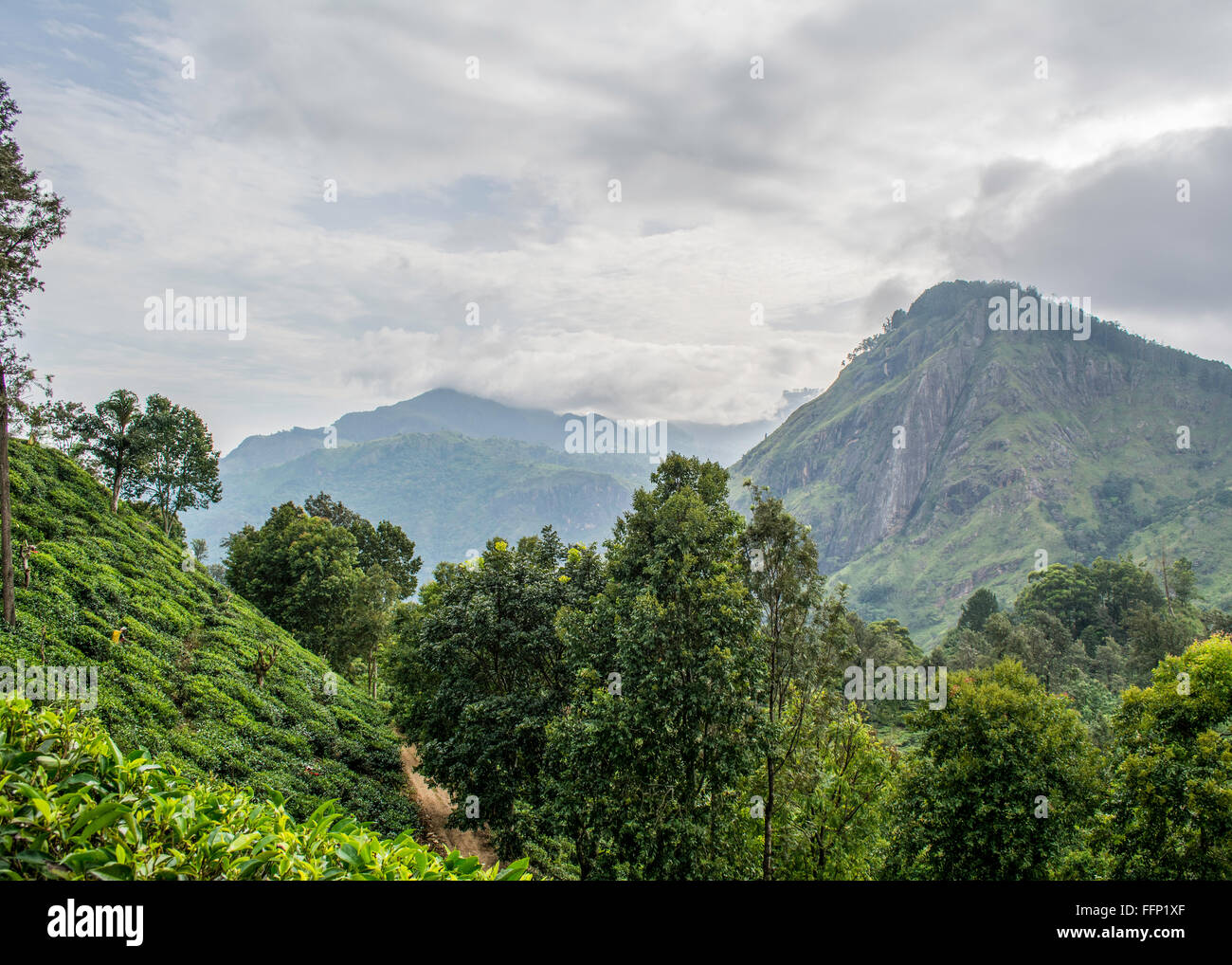 Tea plantations over the Srilankan Hills. Stock Photo