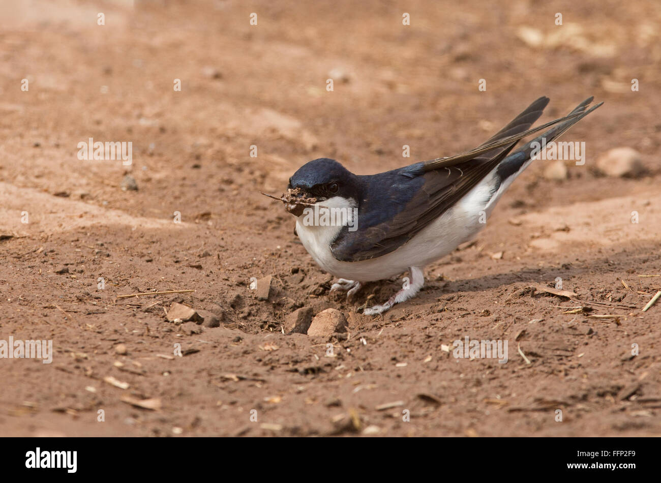 House Martin collecting nest material from ground. UK Stock Photo
