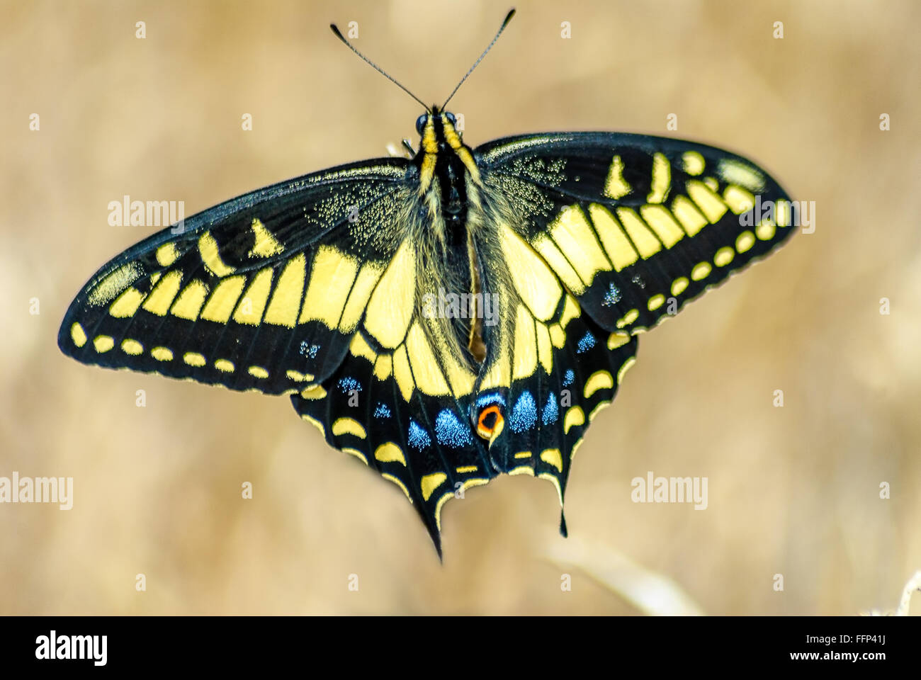 Old world swallowtail (Papilio machaon) also know as the common yellow swallowtail Stock Photo