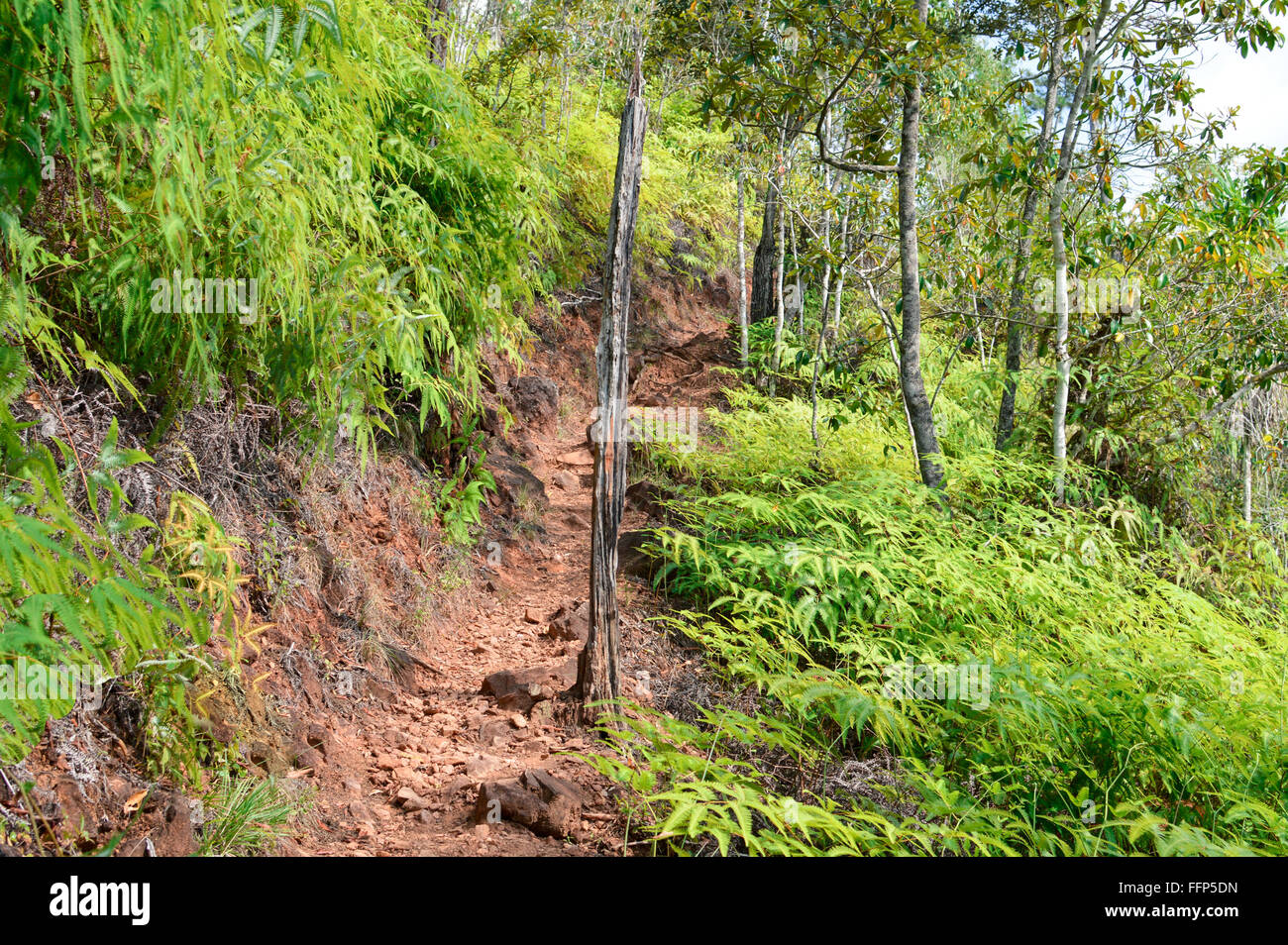 Hiking trail in the jungle of Basin Wildlife Sanctuary, Stann