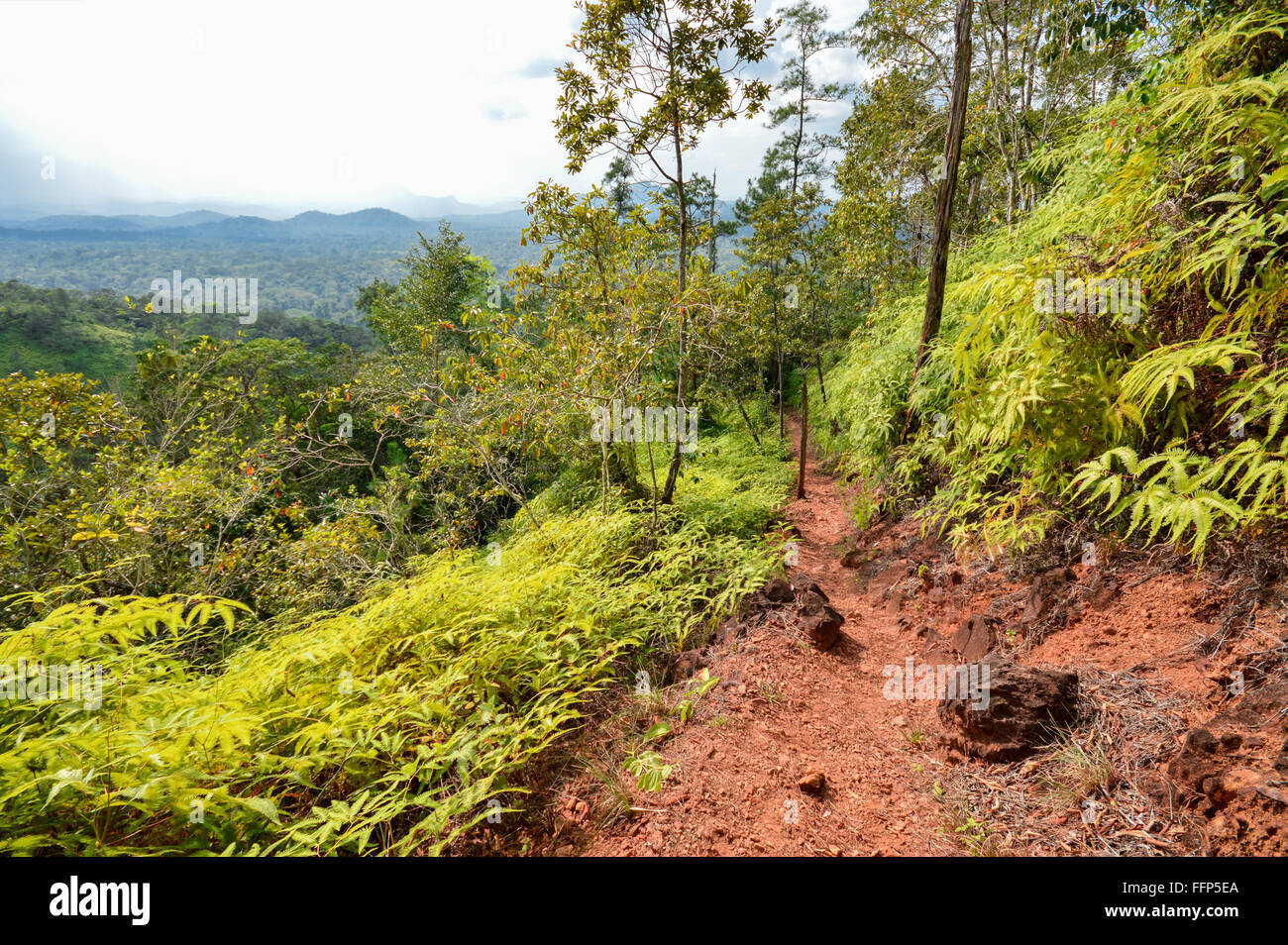 Hiking trail in the jungle of Basin Wildlife Sanctuary, Stann