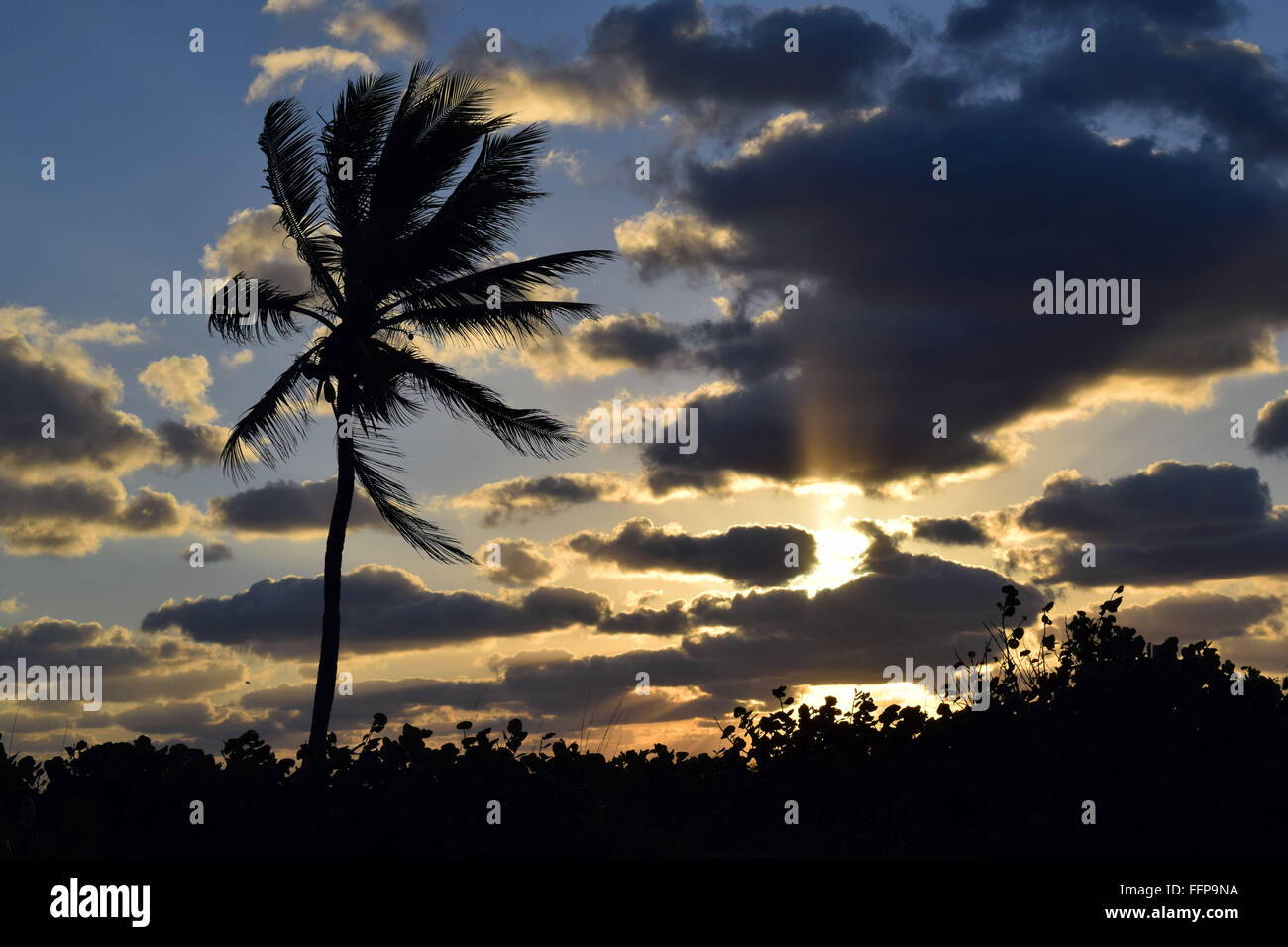 Palm Tree Sunset Stock Photo - Alamy