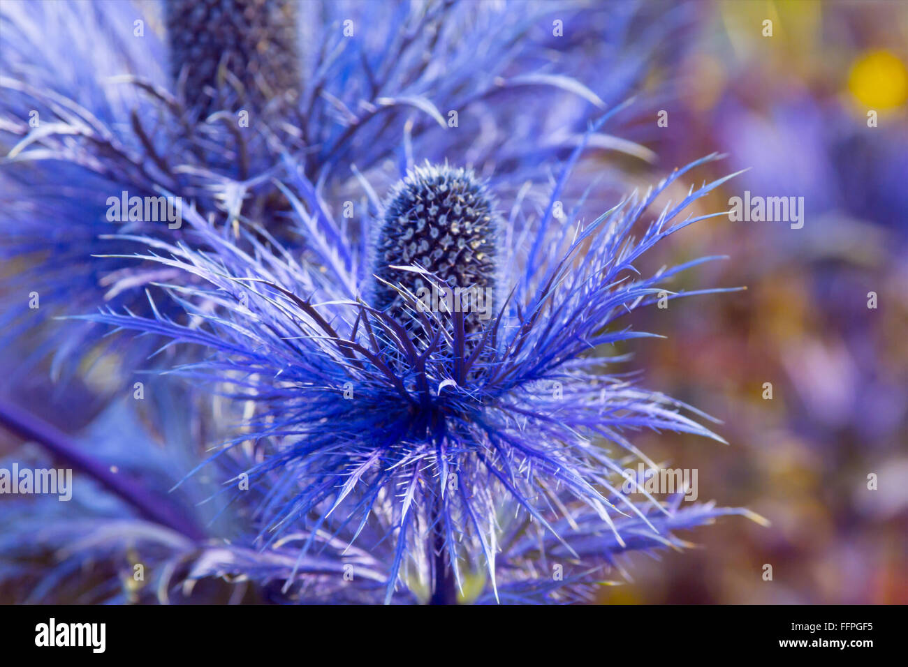 Eryngium oliverianum Sea Holly flower, blue plant close up in the