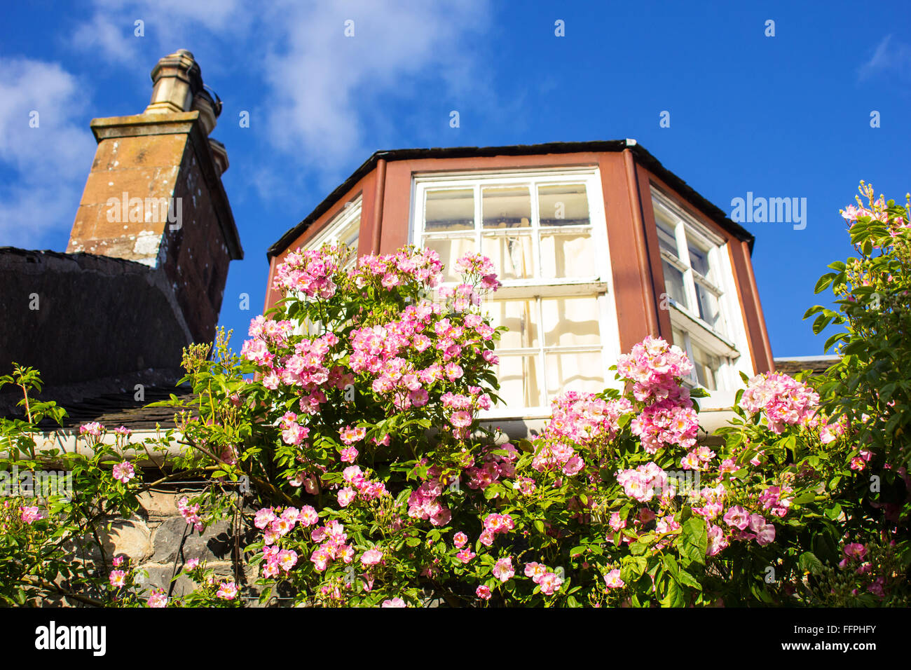 A house with pink climbing roses Stock Photo - Alamy