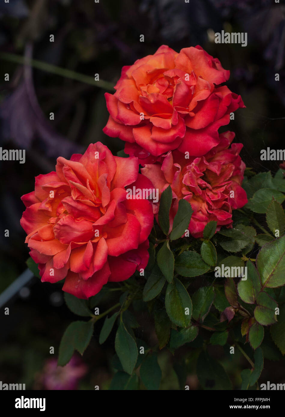 Rosa , ALEXANDER, rose, orange blend, Stock Photo