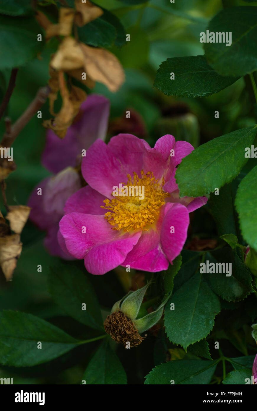 Rosa  BAYSEE'S BLUEBERRY, Single, shrub, rose, Stock Photo