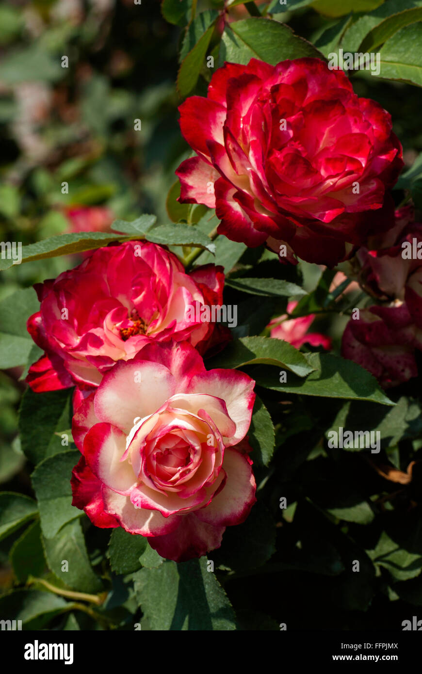 Rosa  CHERRY PARFAIT, Hybrid tea rose, Stock Photo