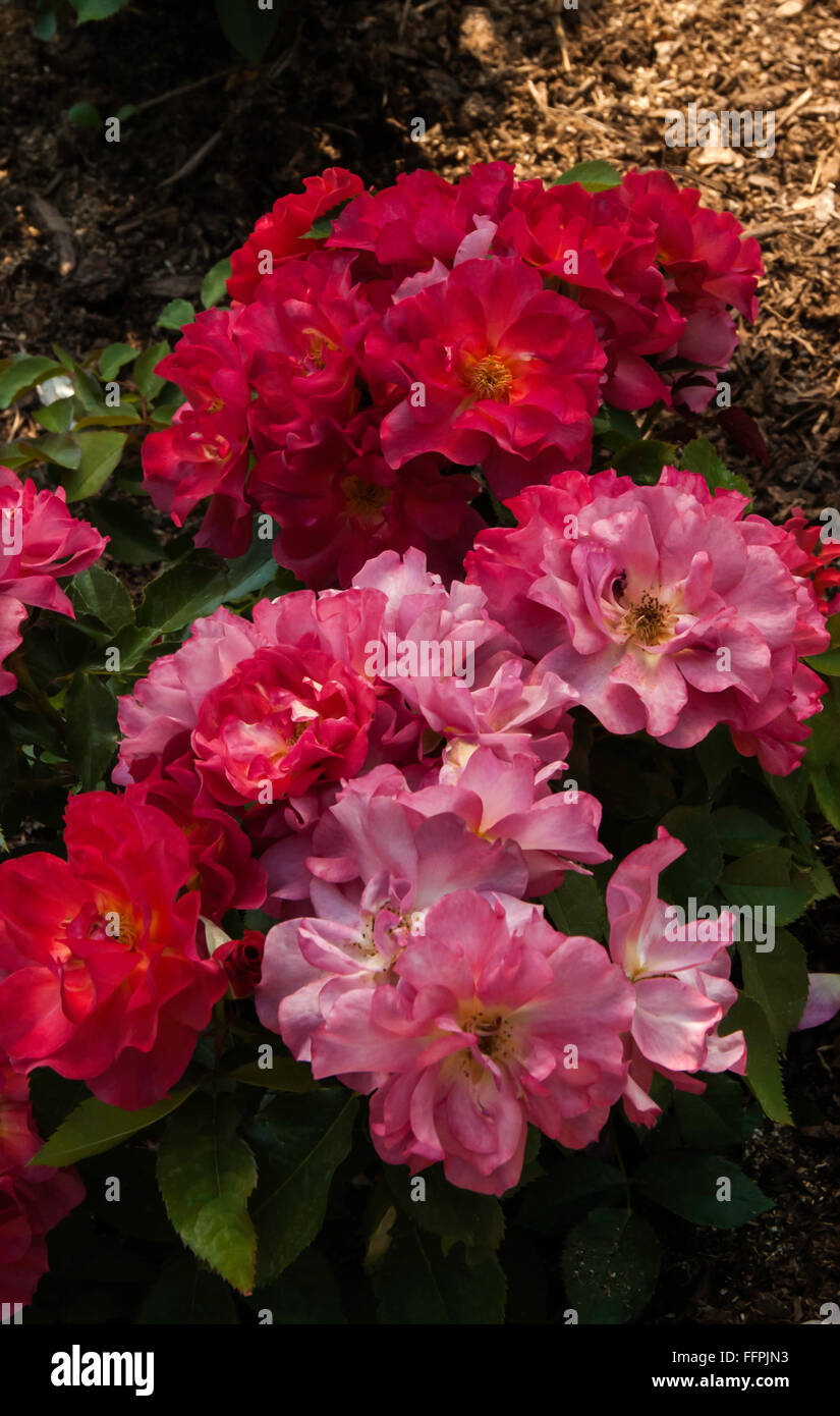 2009 Aars Rose Rosa Cinco De Mayo Rose Stock Photo Alamy