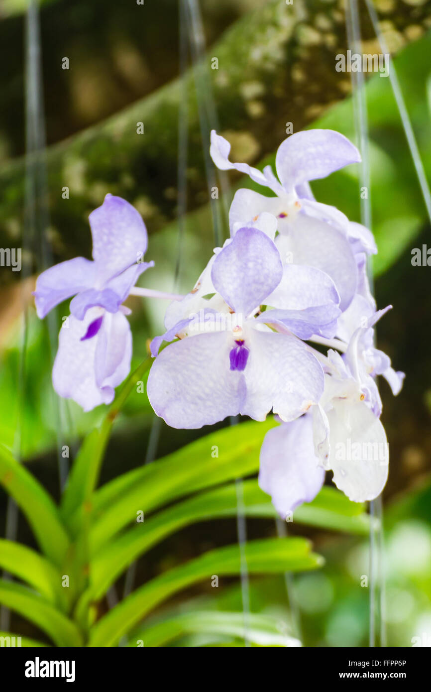 White Orchid, Vanda hybrids in garden Stock Photo