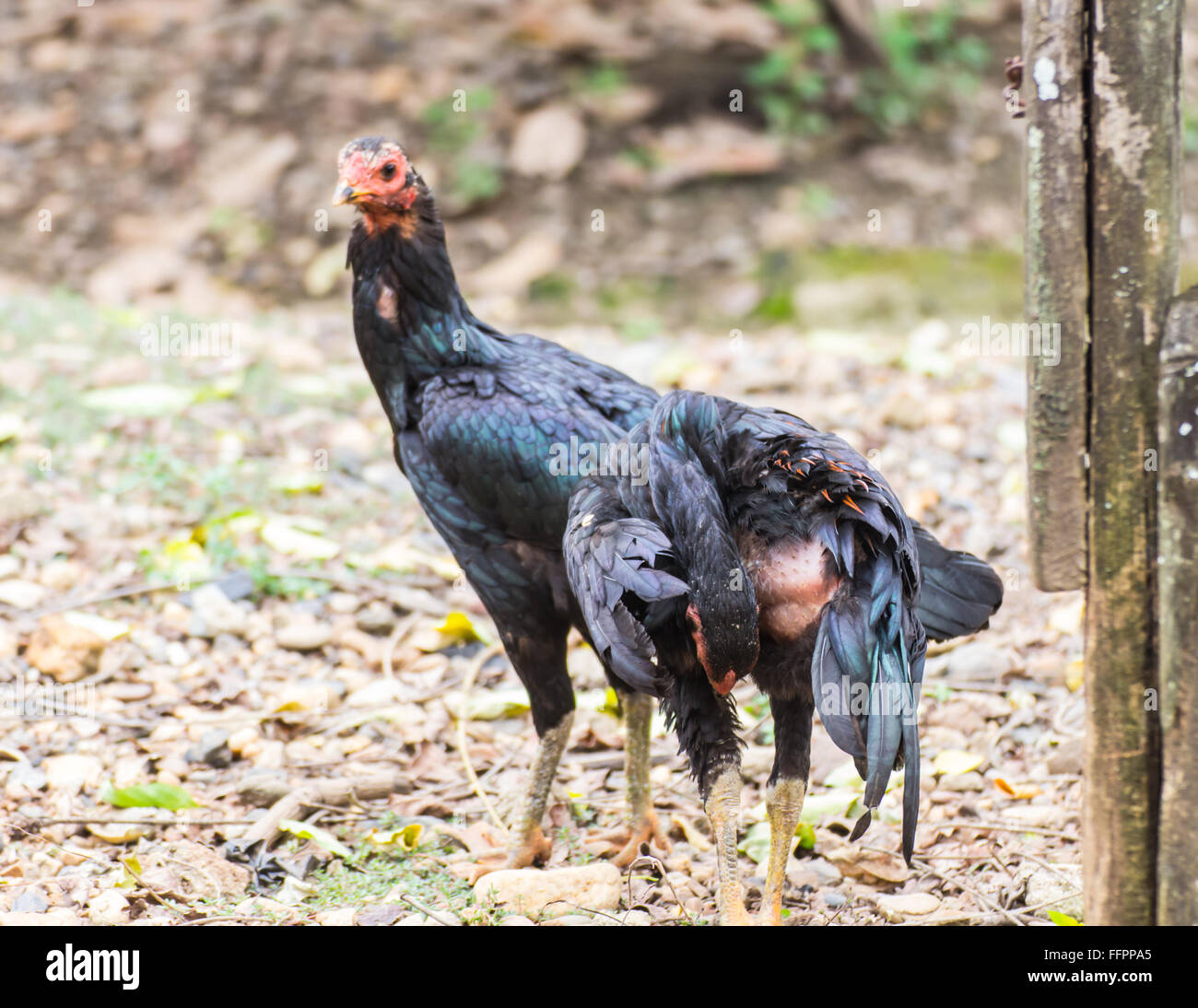 Thai Little black chick Stock Photo