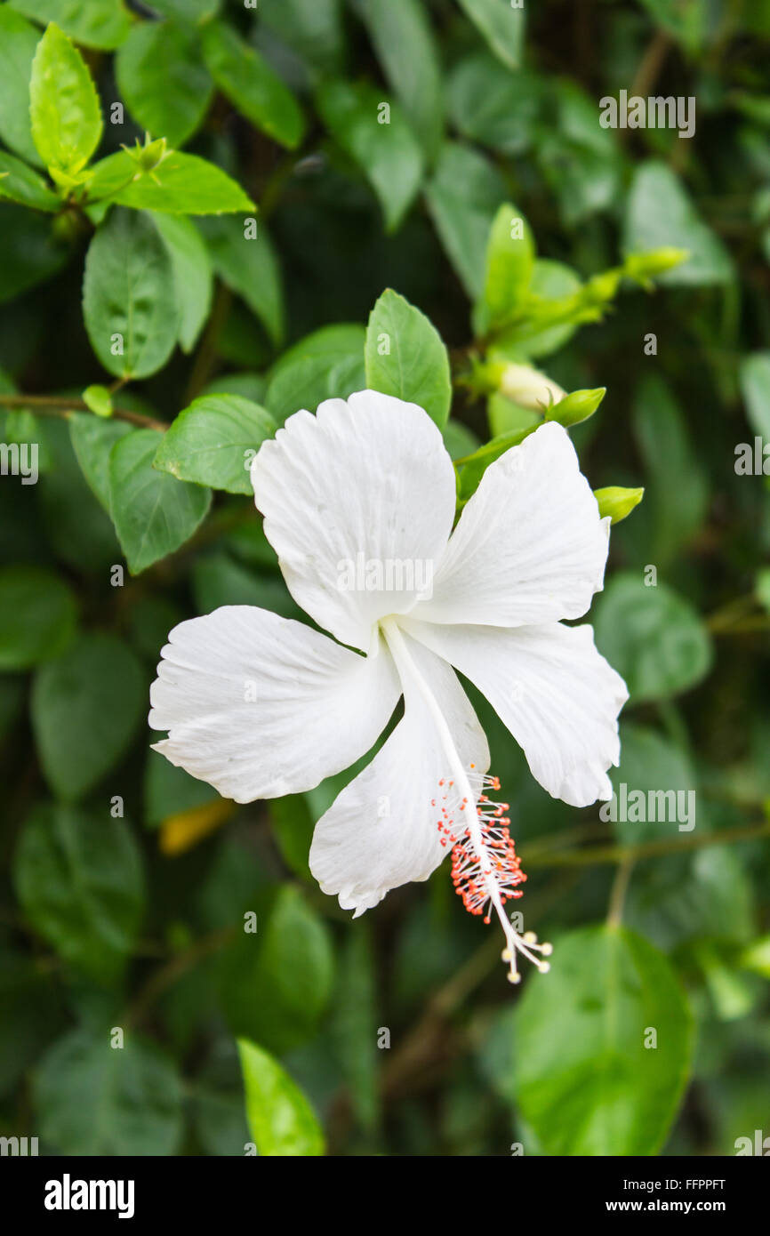 White Hibiscus flower Stock Photo