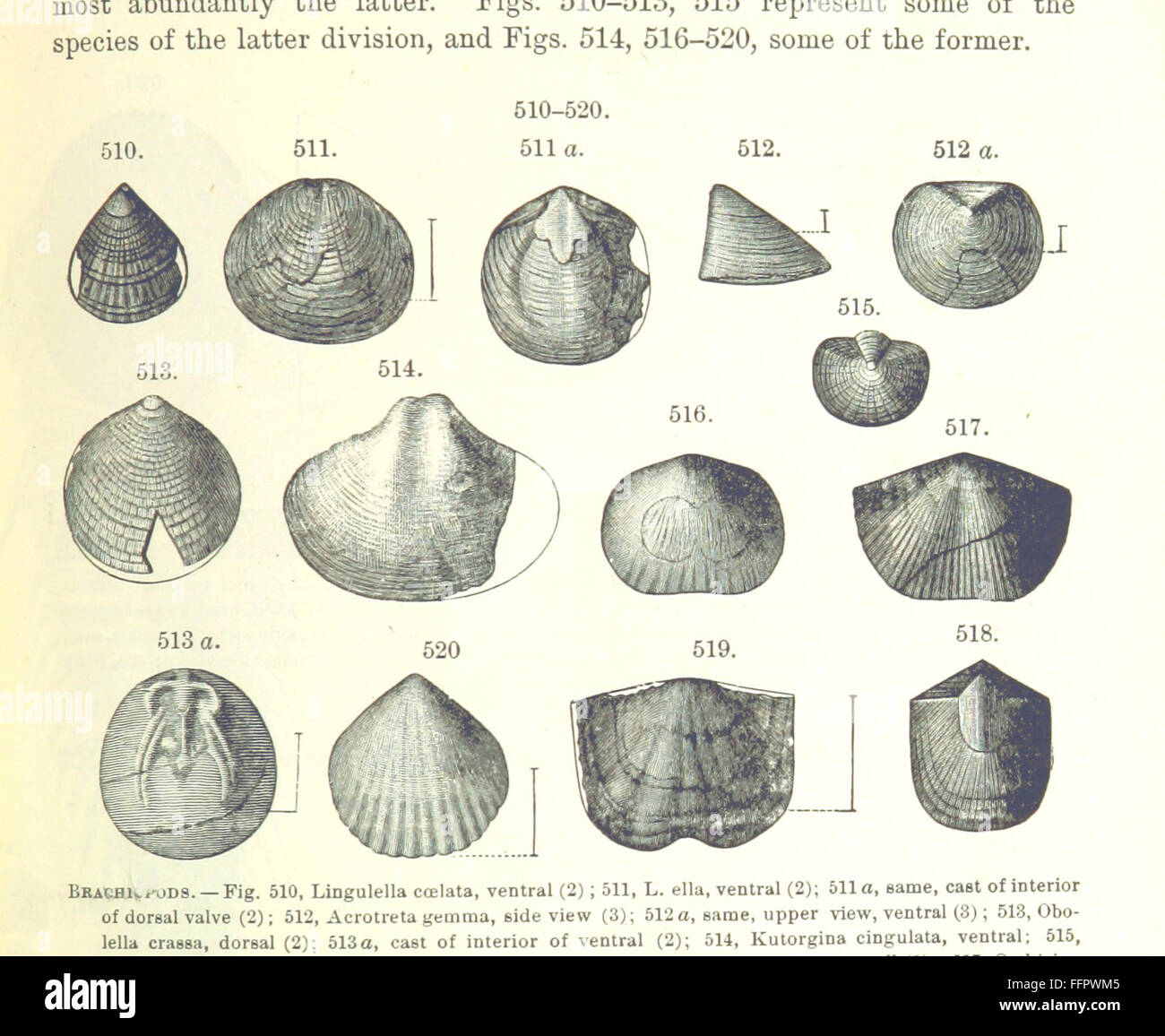 Timeline of geologic evolution hi-res stock photography and images - Alamy