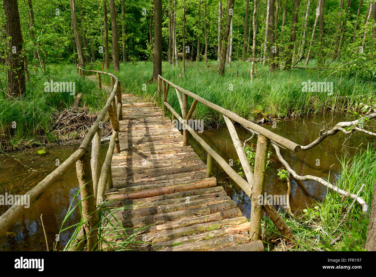 Wooden path, Gliensee nature reserve, Röbel at the Müritz, Mecklenburg Lake District, Mecklenburg-Western Pomerania, Germany Stock Photo