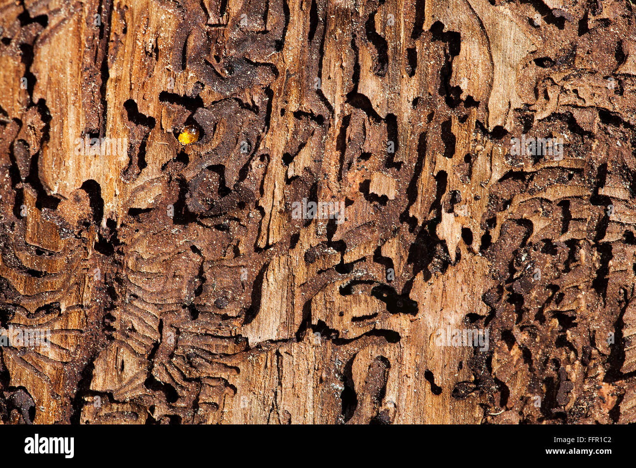 Spruce bark with feeding track from the bark beetle (Ips typographus), Waldhauser, Bavarian Forest, Bavaria, Germany Stock Photo