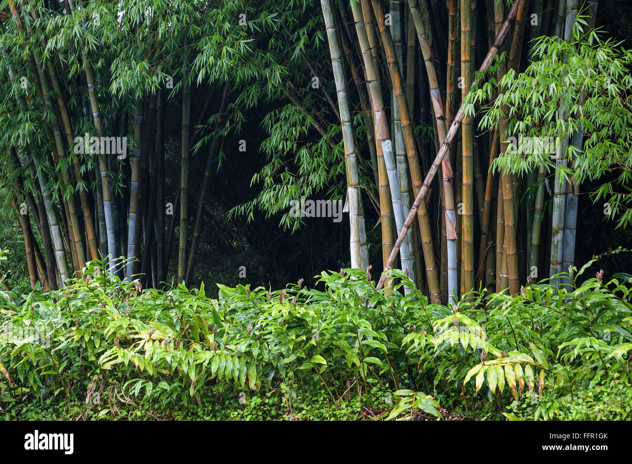 Bamboo (Bambusoideae), bamboo grove, Hell-Bourg, Cirque de Salazie,  Reunion, France Stock Photo - Alamy