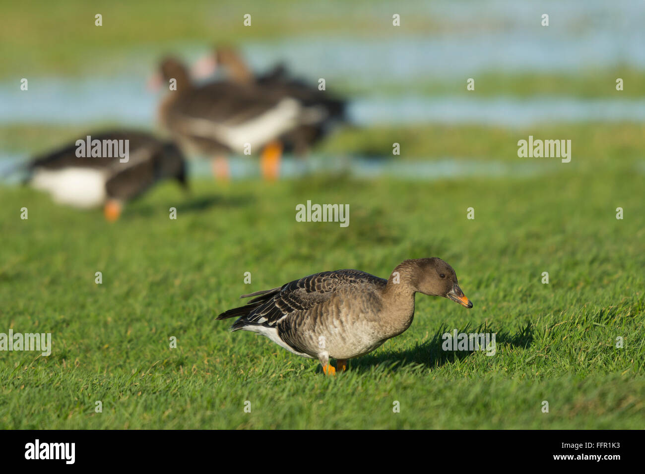 Bean goose (Anser fabalis), Texel, North Holland, Netherlands Stock Photo