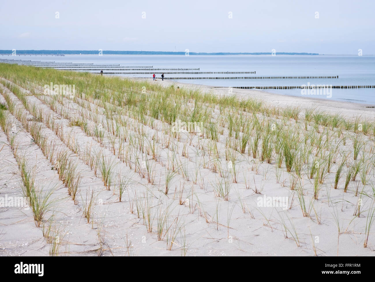 Planting of beach grass (Ammophila arenaria) on dune on the beach, Prerow, Baltic Sea, Darß, Fischland-Zingst, Western Stock Photo