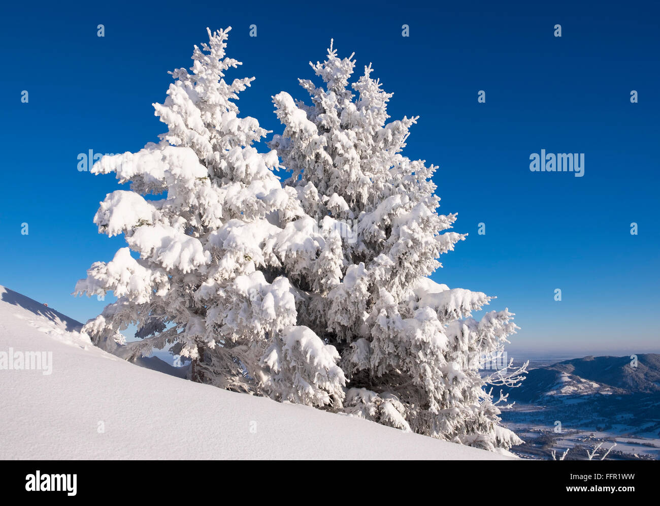 Snowy spruce (Picea sp.) trees on Brauneck, Lenggries, Isarwinkel, Bavarian Prealps, Upper Bavaria, Bavaria, Germany Stock Photo