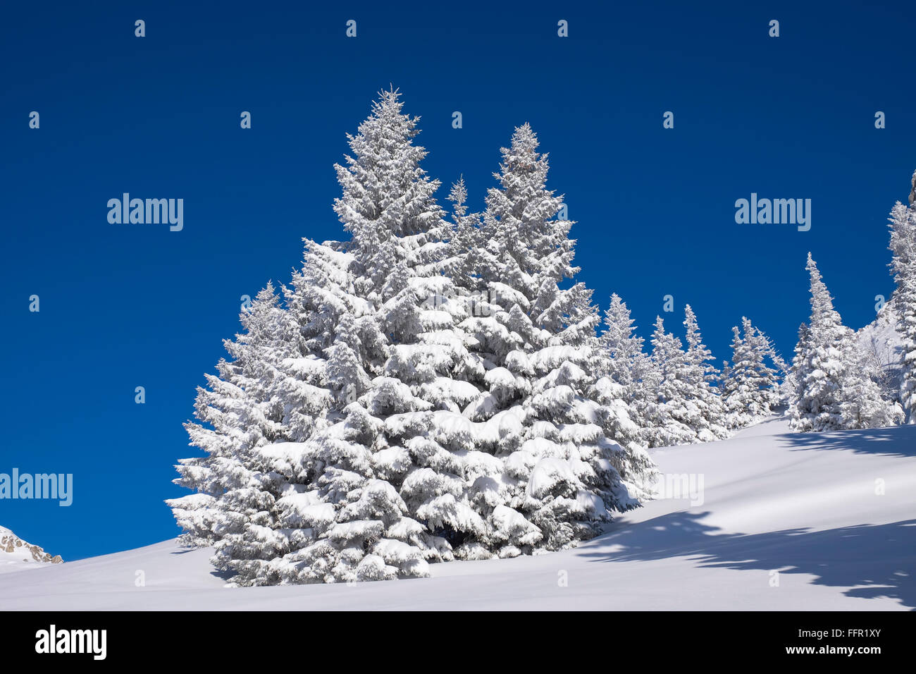 Snowy spruce (Picea sp.) trees, Brauneck, Lenggries, Isarwinkel, Bavarian Prealps, Upper Bavaria, Bavaria, Germany Stock Photo