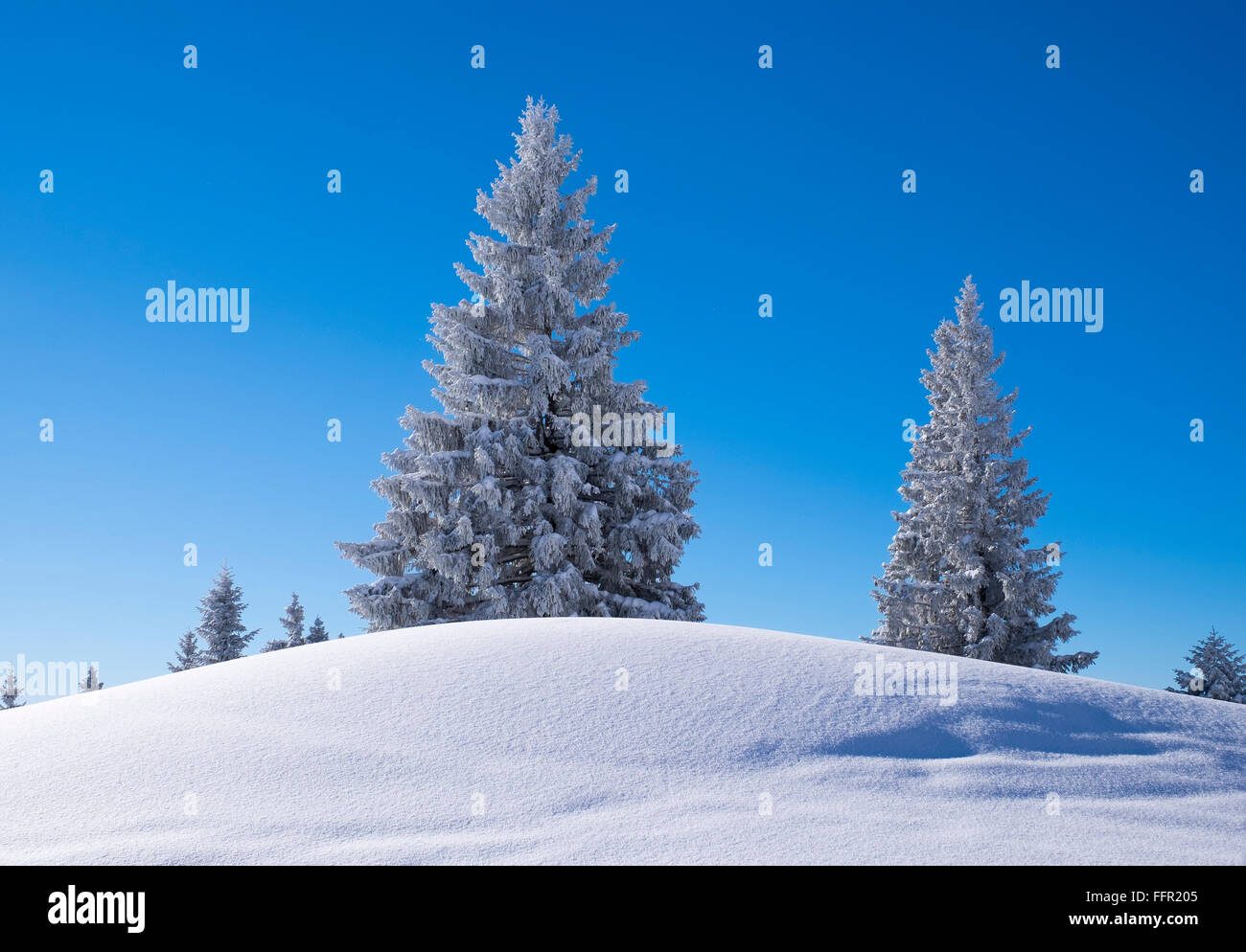 Snowy spruce (Picea sp.) trees, Brauneck, Isarwinkel, Bavarian Prealps, Upper Bavaria, Bavaria, Germany Stock Photo