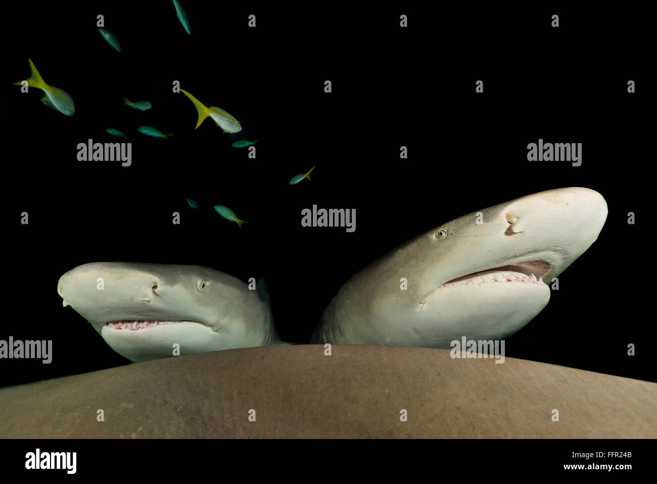 Night dive, two lemon sharks (Negaprion brevirostris), night, Tiger Beach, Bahamas, Caribbean