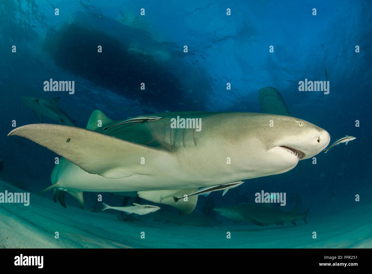 Lemon shark (Negaprion brevirostris) underside, Tiger Beach, Bahamas, Caribbean, Central America Stock Photo