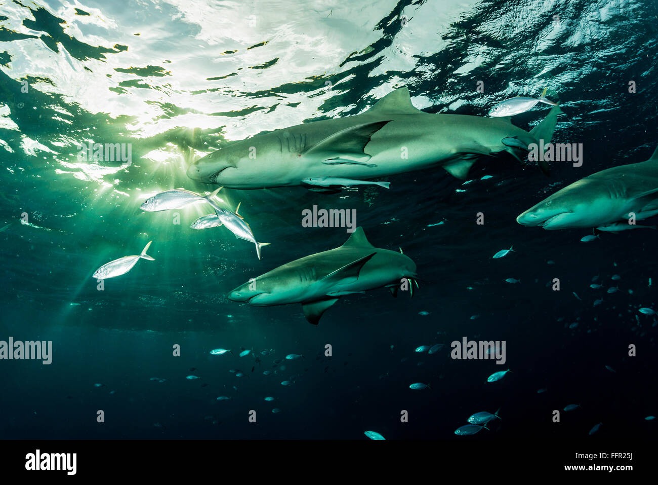 Lemon sharks (Negaprion brevirostris), sun rays, Tiger Beach, Bahamas, Caribbean, Central America Stock Photo