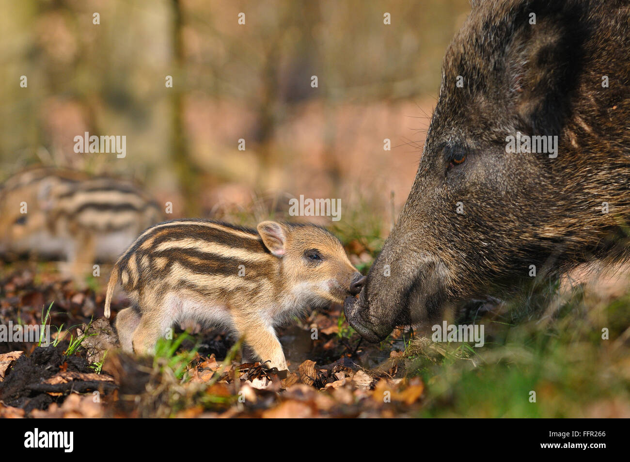 Wild boar (Sus scrofa), sow and piglet smelling each other, North Rhine-Westphalia, Germany Stock Photo