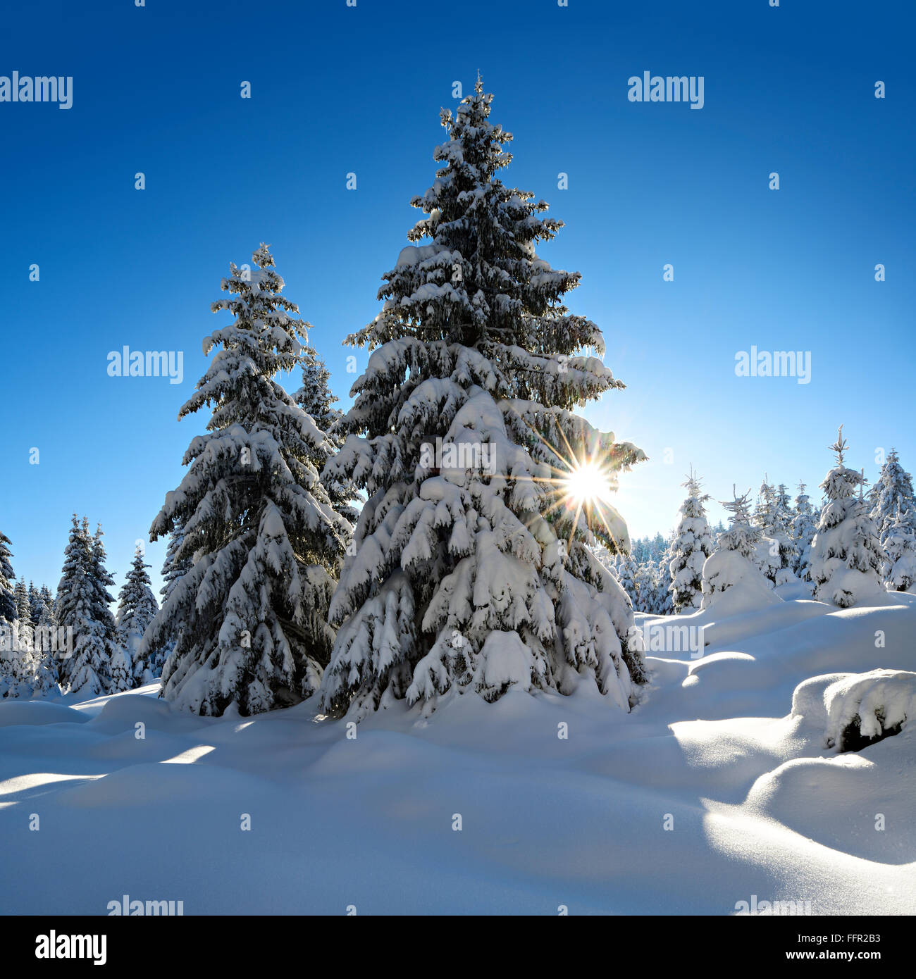 Spruces with snow, sun rays, snow-covered landscape in winter, Harz National Park, in Schierke, Saxony-Anhalt, Germany Stock Photo