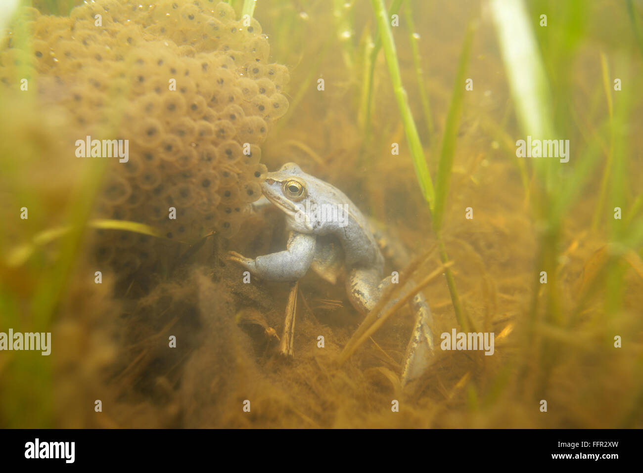 Moor frog (Rana arvalis), blue coloured male during mating season, under water with spawn, Elbe Saxony-Anhalt, Germany Stock Photo