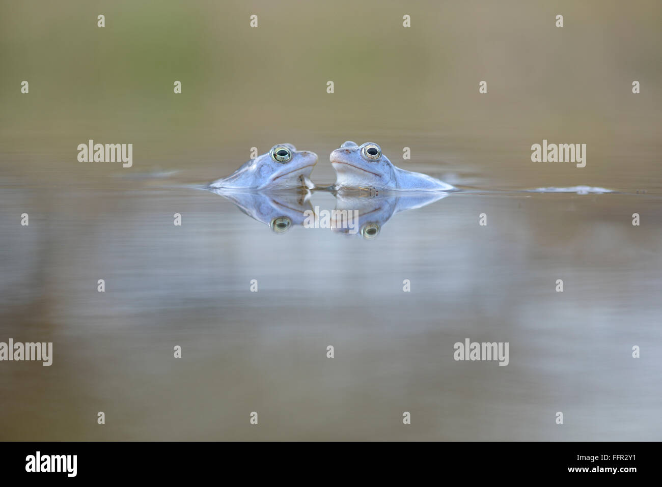 Moor frogs (Rana arvalis), blue coloured males during mating season, in ...