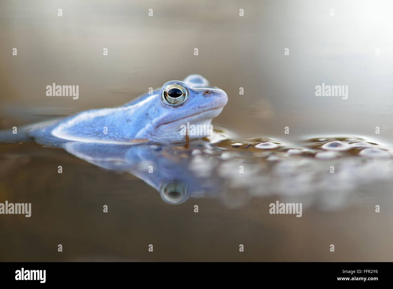 Moor frog (Rana arvalis), blue coloured male with spawn, during mating season, in spawning waters, Elbe, Saxony-Anhalt, Germany Stock Photo