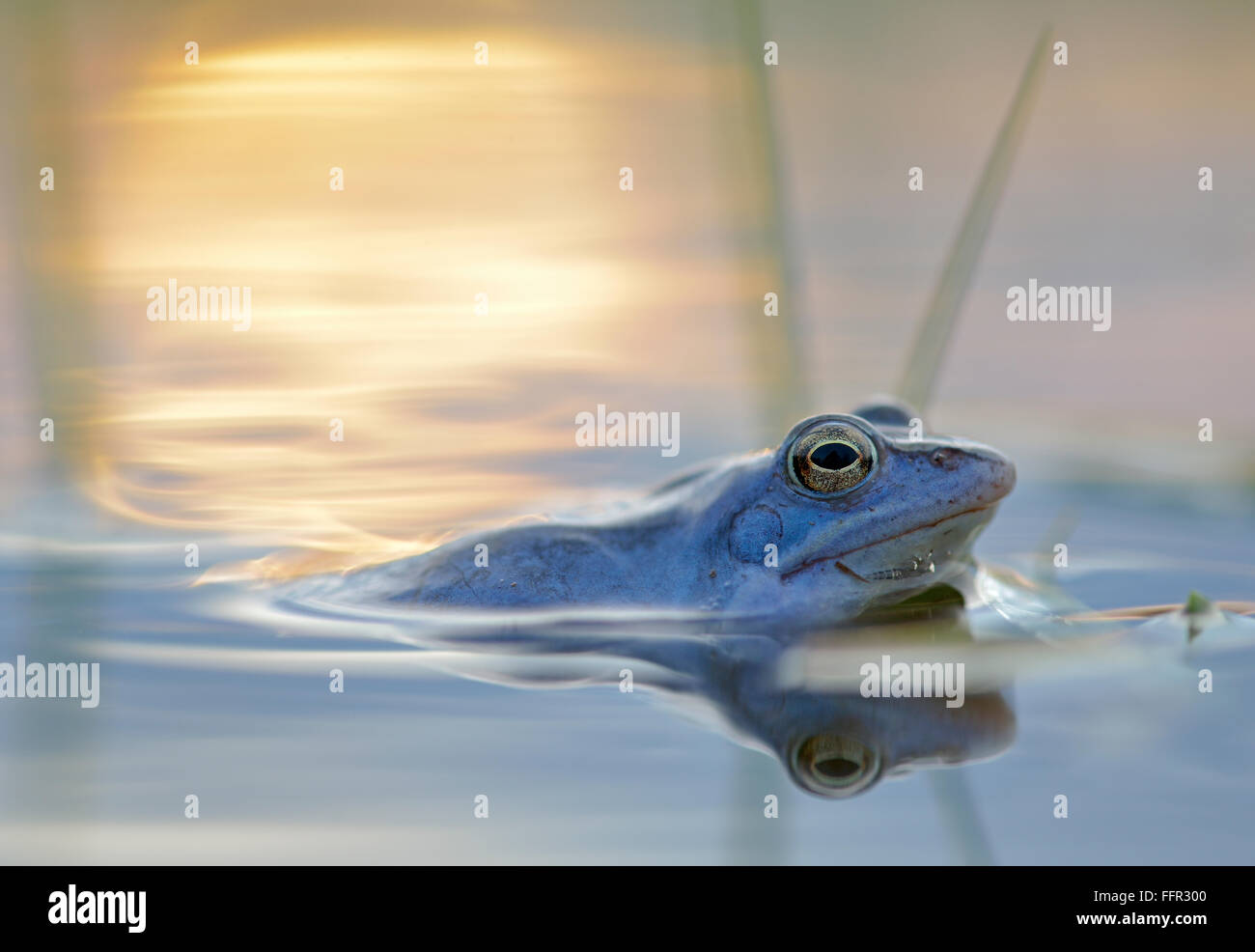 Moor frog (Rana arvalis), blue coloured male during mating season, in spawning waters, evening light, Elbe, Saxony-Anhalt Stock Photo