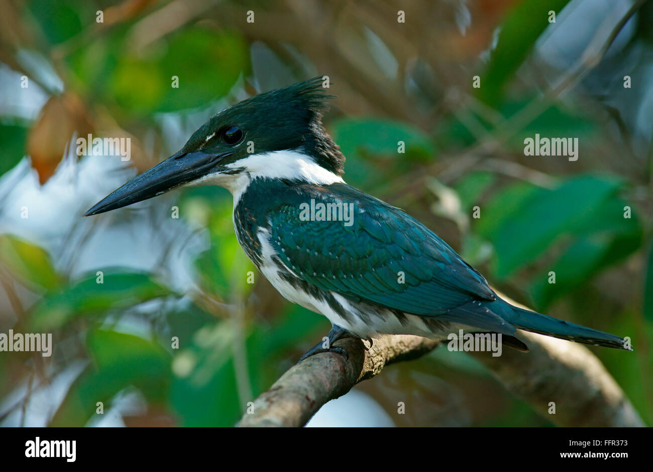 Amazon Kingfisher (Chloroceryle amazona) sitting on tree branch, female, Pantanal, Brazil Stock Photo