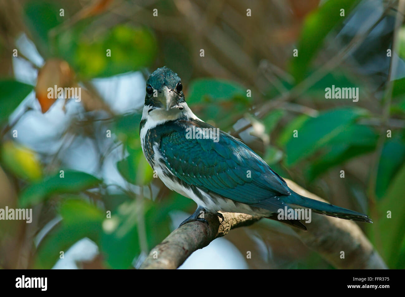 Amazon Kingfisher (Chloroceryle amazona) sitting on tree branch, female, Pantanal, Brazil Stock Photo