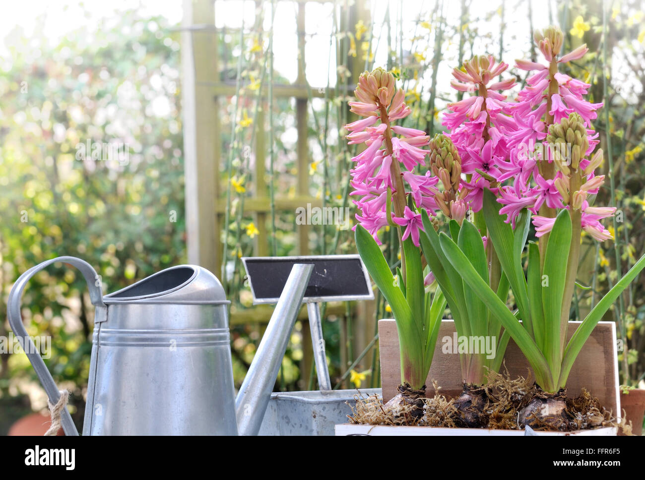 Potted hyacinths with gardening accessories in garden Stock Photo