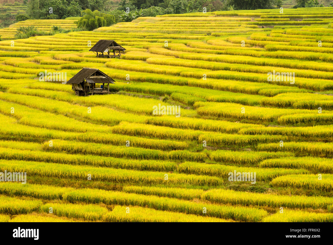 Golden Rice Feild Golden rice fields in the north of Thailand Stock Photo - Alamy