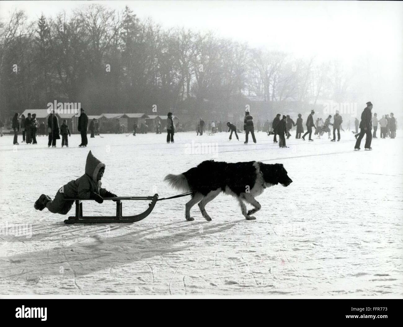 1974 - An unusual ''sledge-dog''. is to see here on a frozen lake near Munich/West-Germany. between Sunday ice-skaters and ice hockey playing boys he marched calmly, drawing the sledge behind him, over the ice. It's an example that the clever Bernhardiner-dog can take the role of an Siberian Husky, the original sledge-dog. © Keystone Pictures USA/ZUMAPRESS.com/Alamy Live News Stock Photo