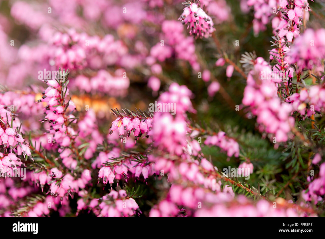 Pink Flowers in The Winter garden Stock Photo - Alamy
