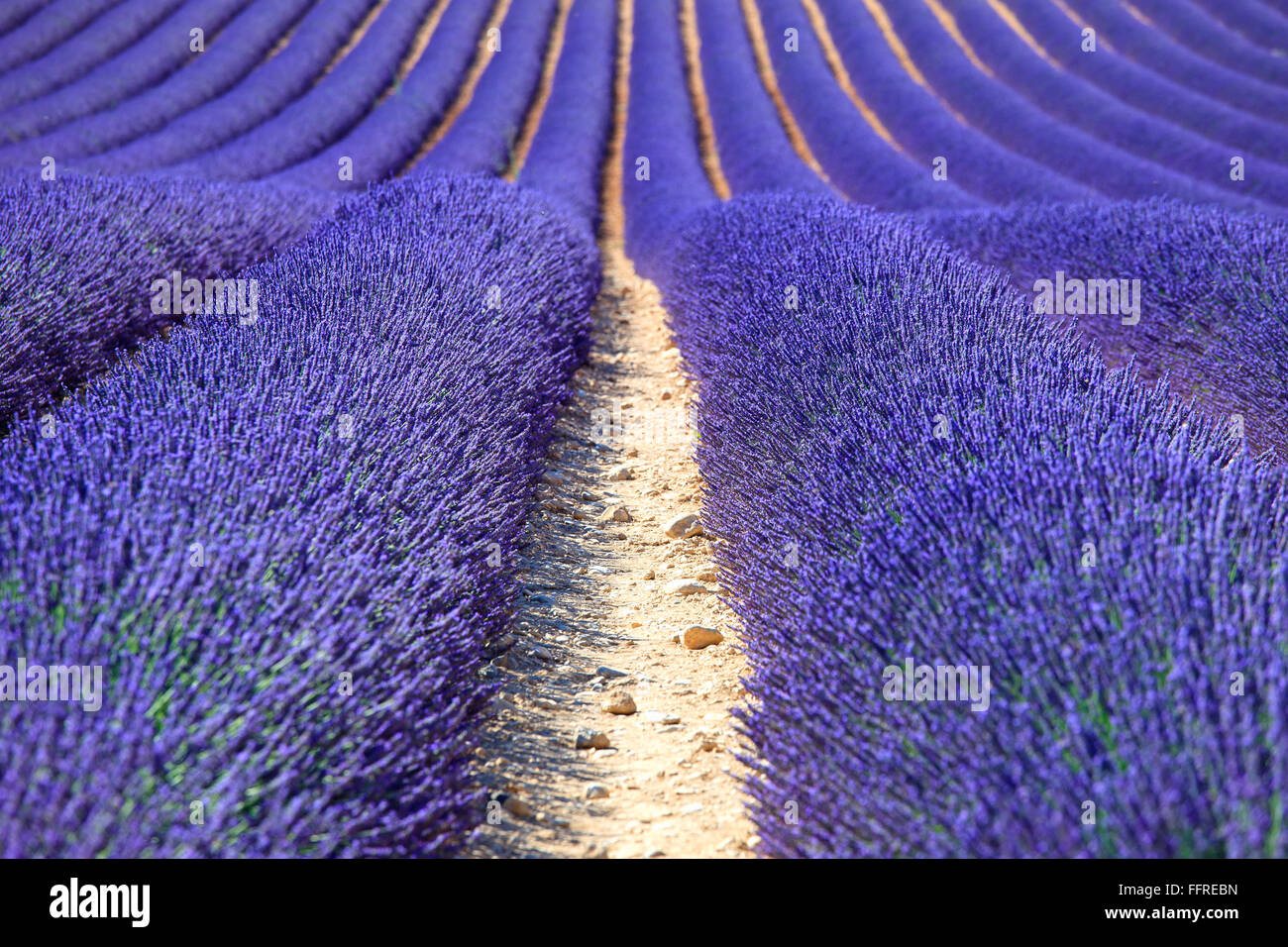 Lavender flower blooming fields in endless rows as a pattern or texture. Landscape in Valensole plateau, Provence, France, Europ Stock Photo