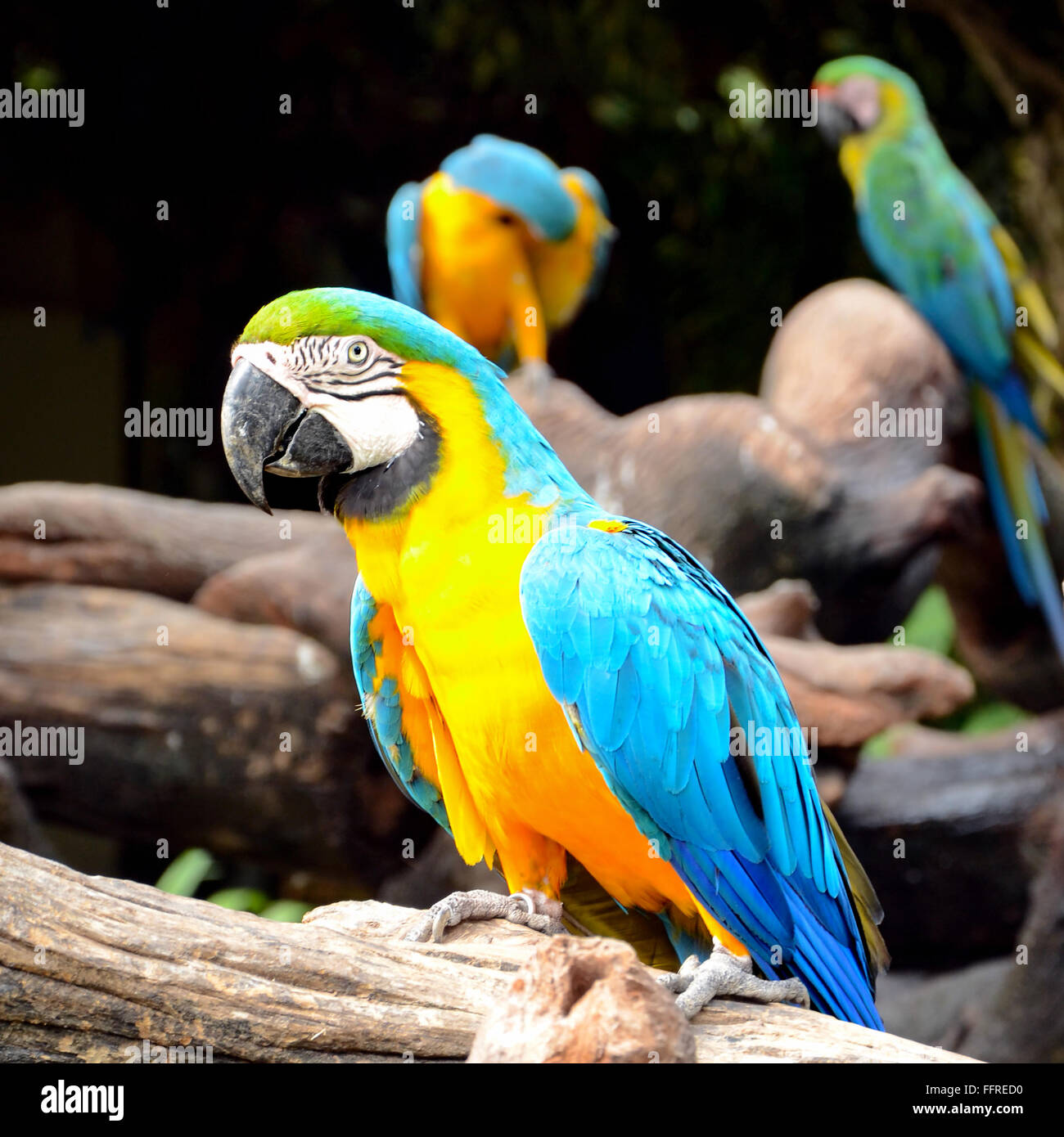 Blue-and-yellow macaw or blue-and-gold macaw (Ara ararauna) Stock Photo