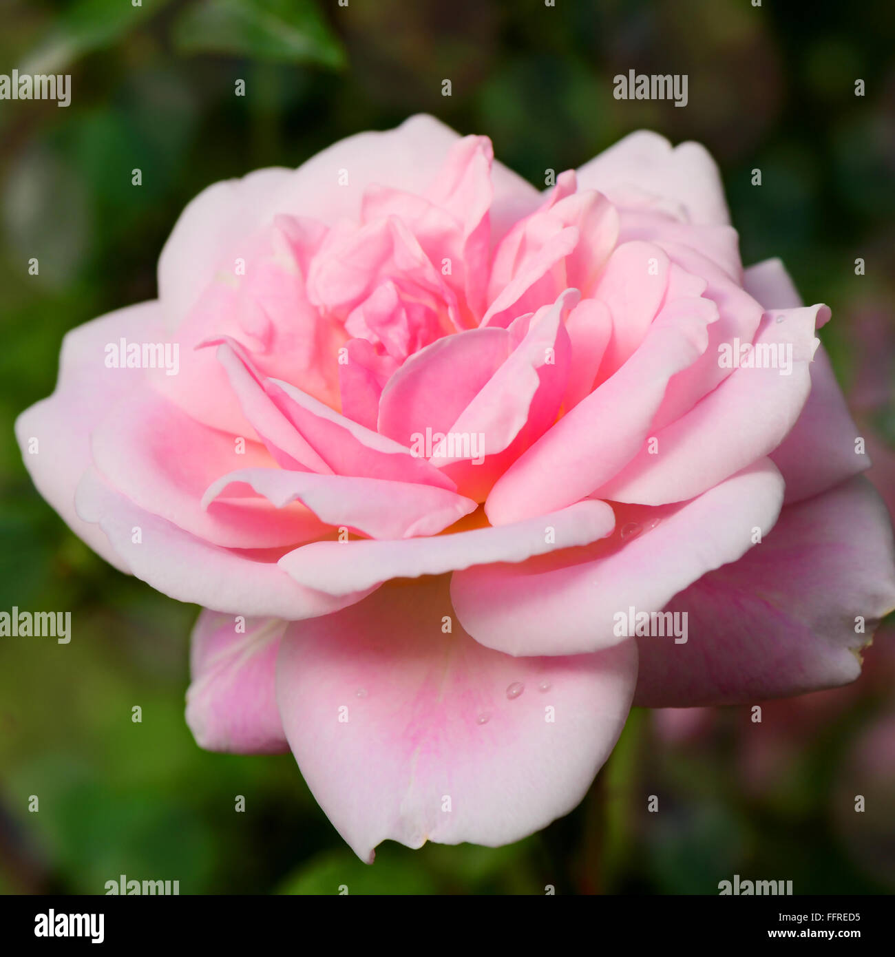 Pink English Roses on Blurred Rose Garden Background Stock Photo - Alamy